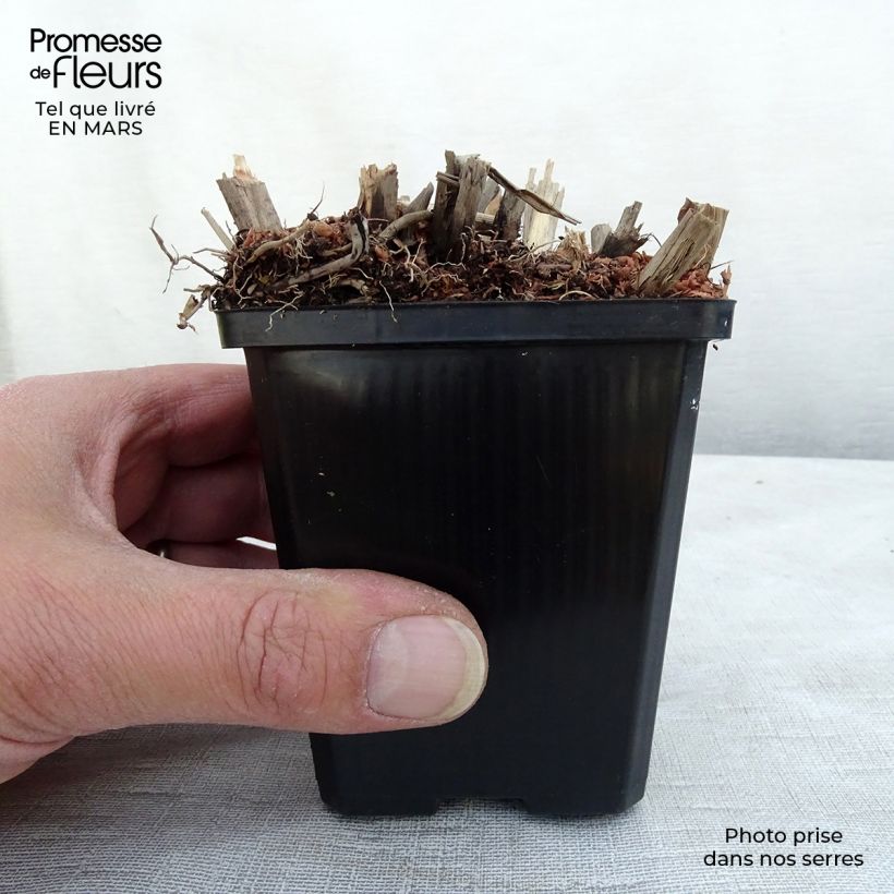 Spécimen de Miscanthus sinensis Emmanuel Lepage - Roseau de Chine Godet de 9cm tel que livré au printemps
