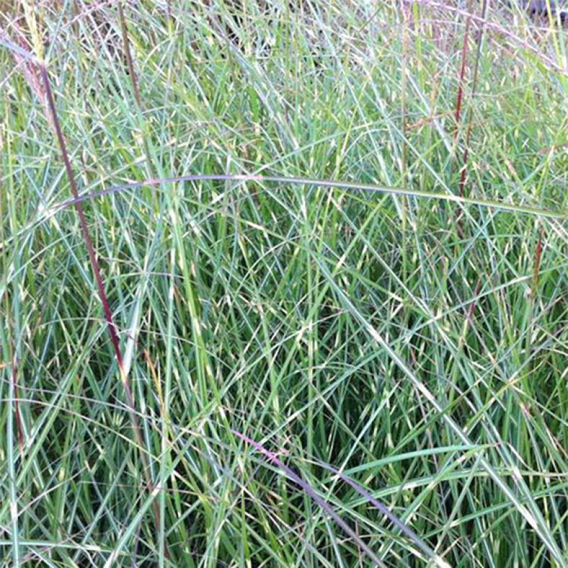 Miscanthus sinensis Etincelle - Roseau de Chine (Feuillage)