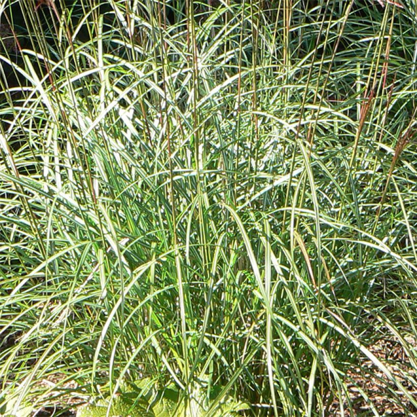 Miscanthus sinensis Ferner Osten - Roseau de Chine (Feuillage)