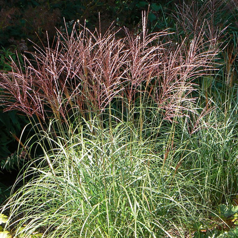 Miscanthus sinensis Ferner Osten - Roseau de Chine (Floraison)