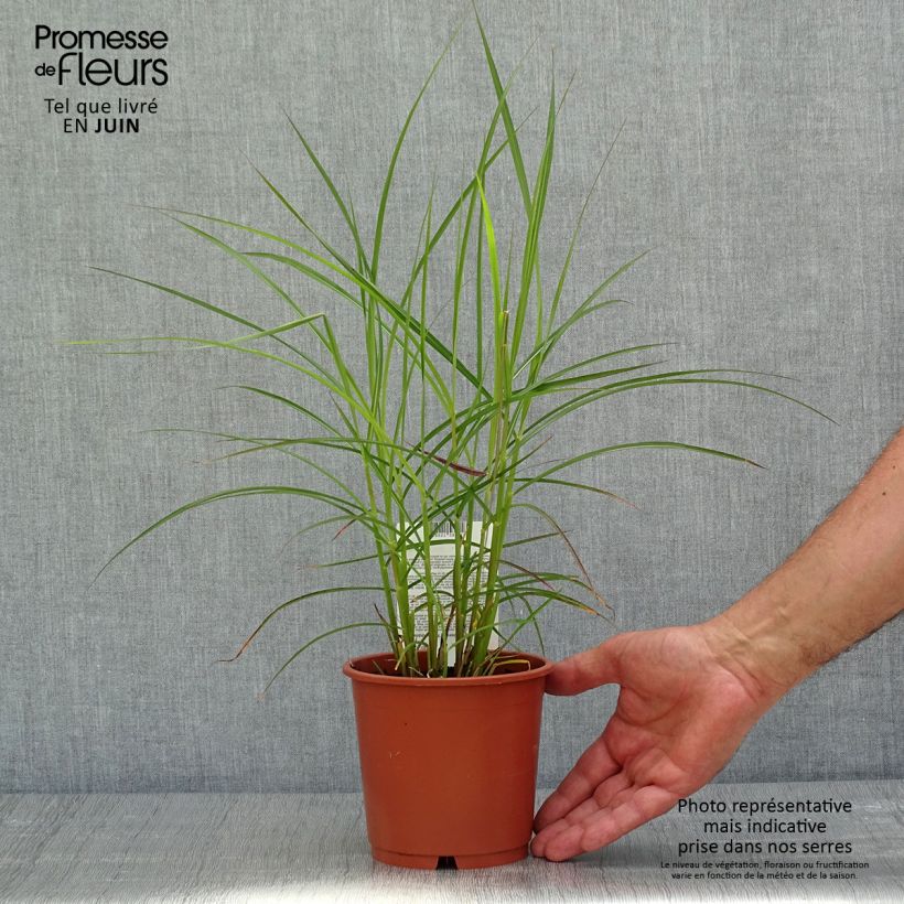 Spécimen de Miscanthus sinensis Ferner Osten - Roseau de Chine - pot de 1L/1.5L tel que livré au printemps