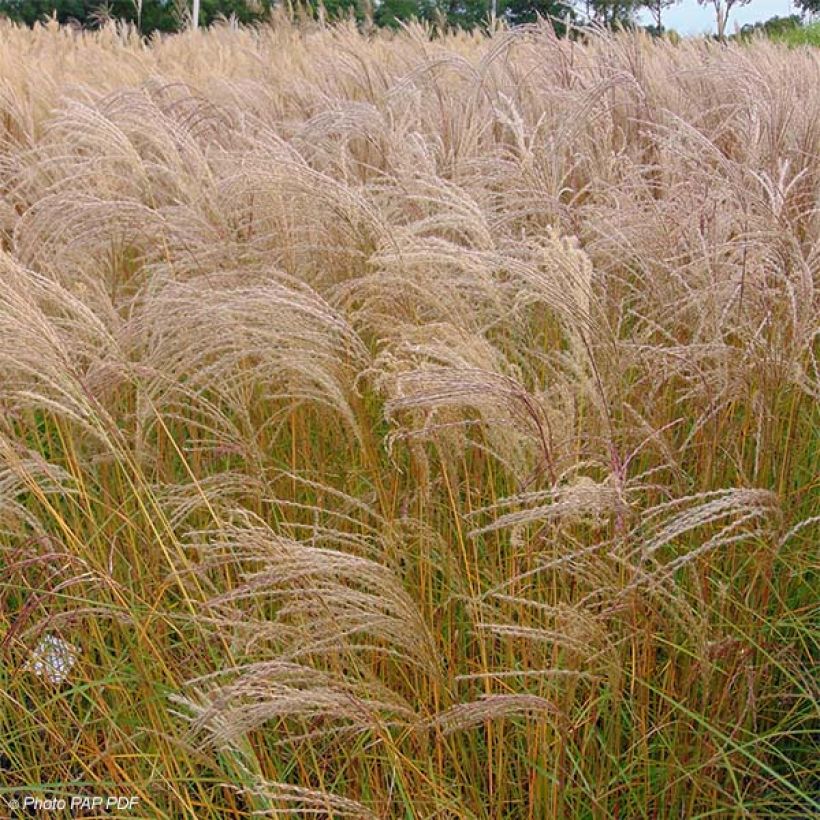 Miscanthus sinensis Flamingo - Eulalie - Roseau de Chine (Port)