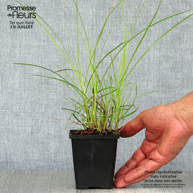 Spécimen de Miscanthus sinensis Flamingo - Eulalie - Roseau de Chine Godet de 8/9 cm tel que livré en été