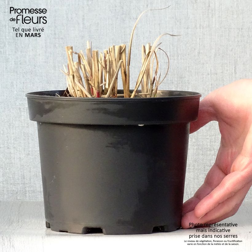 Spécimen de Miscanthus sinensis Flamingo - Eulalie - Roseau de Chine en pot de 2/3 litres tel que livré au printemps