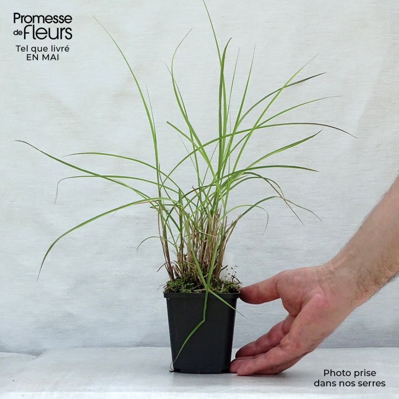 Spécimen de Miscanthus sinensis Flamingo - Eulalie - Roseau de Chine en godet de 9 cm tel que livré au printemps