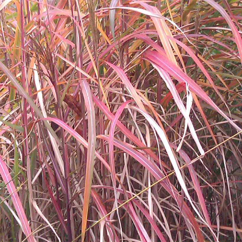 Miscanthus sinensis Ghana - Roseau de Chine (Feuillage)