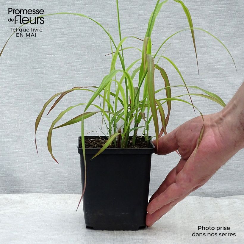 Spécimen de Miscanthus sinensis Ghana - Roseau de Chine Godet de 9cm tel que livré au printemps