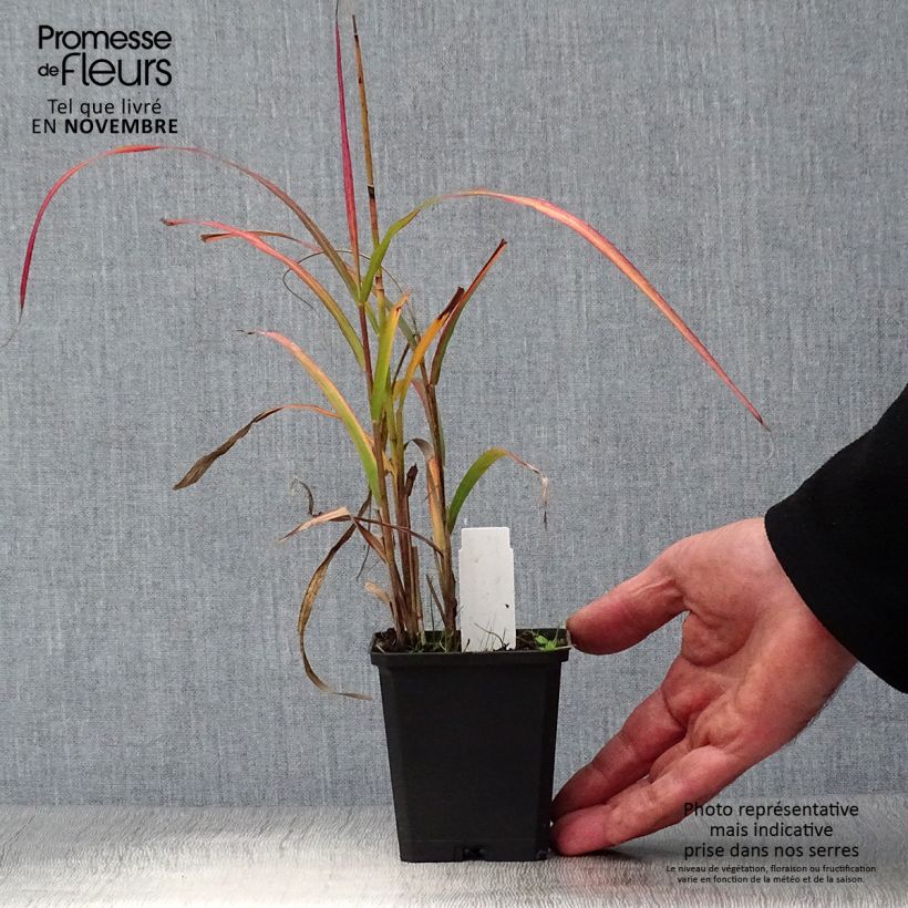 Spécimen de Miscanthus sinensis Ghana - Roseau de Chine Godet de 8/9 cm tel que livré en automne