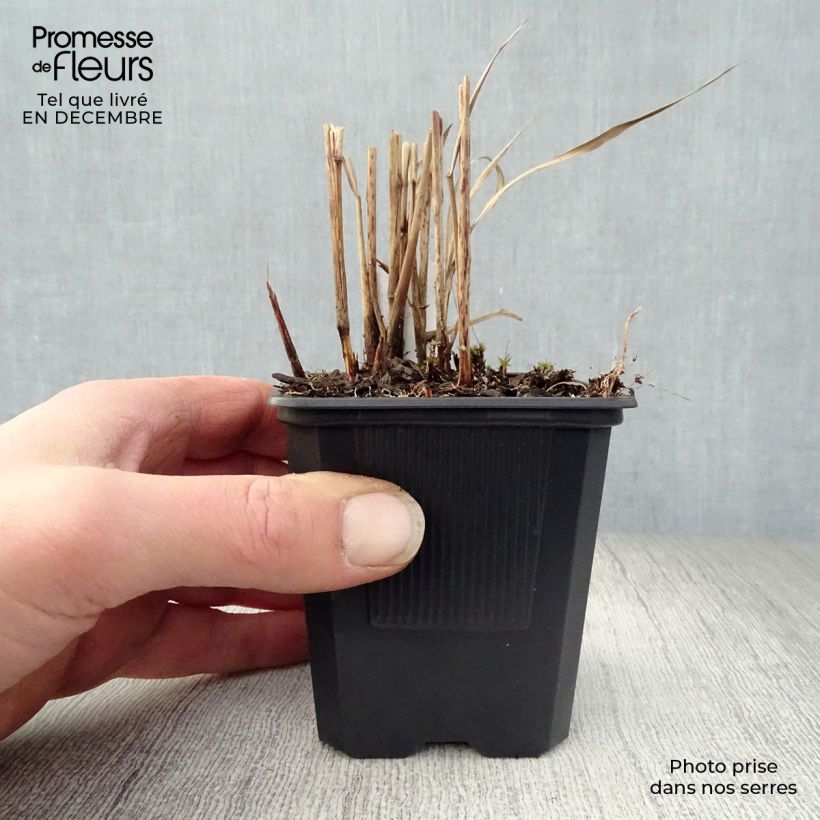 Spécimen de Miscanthus sinensis Ghana - Roseau de Chine tel que livré en hiver
