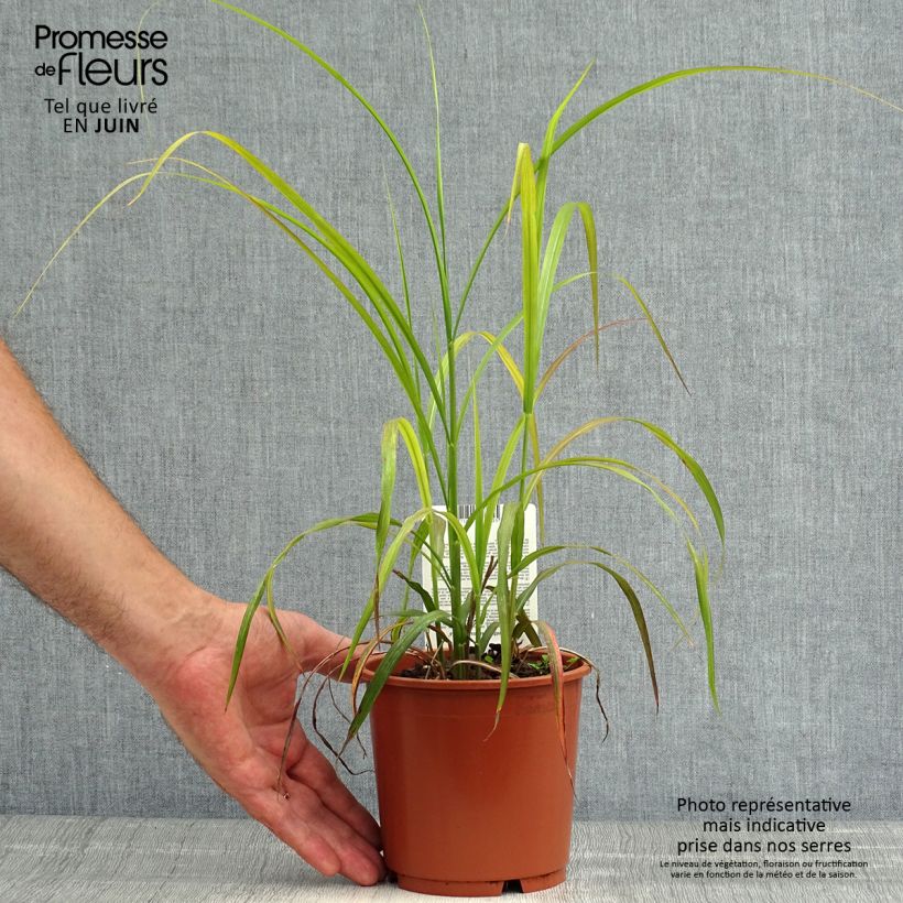 Spécimen de Miscanthus sinensis Ghana - Roseau de Chine Pot de 1L/1,5L tel que livré en été