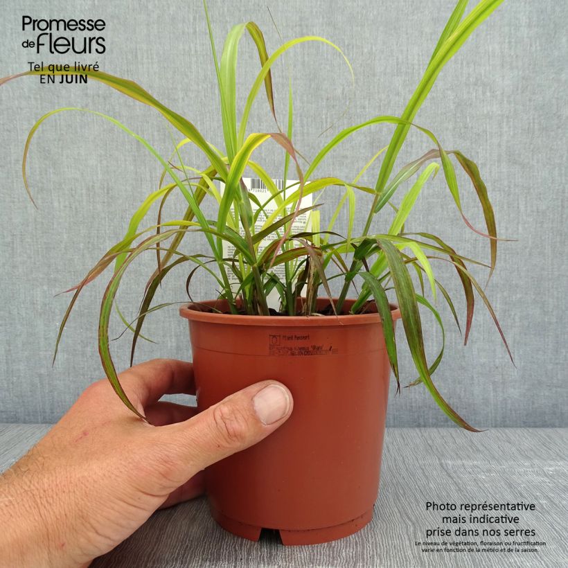 Spécimen de Miscanthus sinensis Ghana - Roseau de Chine - pot de 1L/1.5L tel que livré au printemps