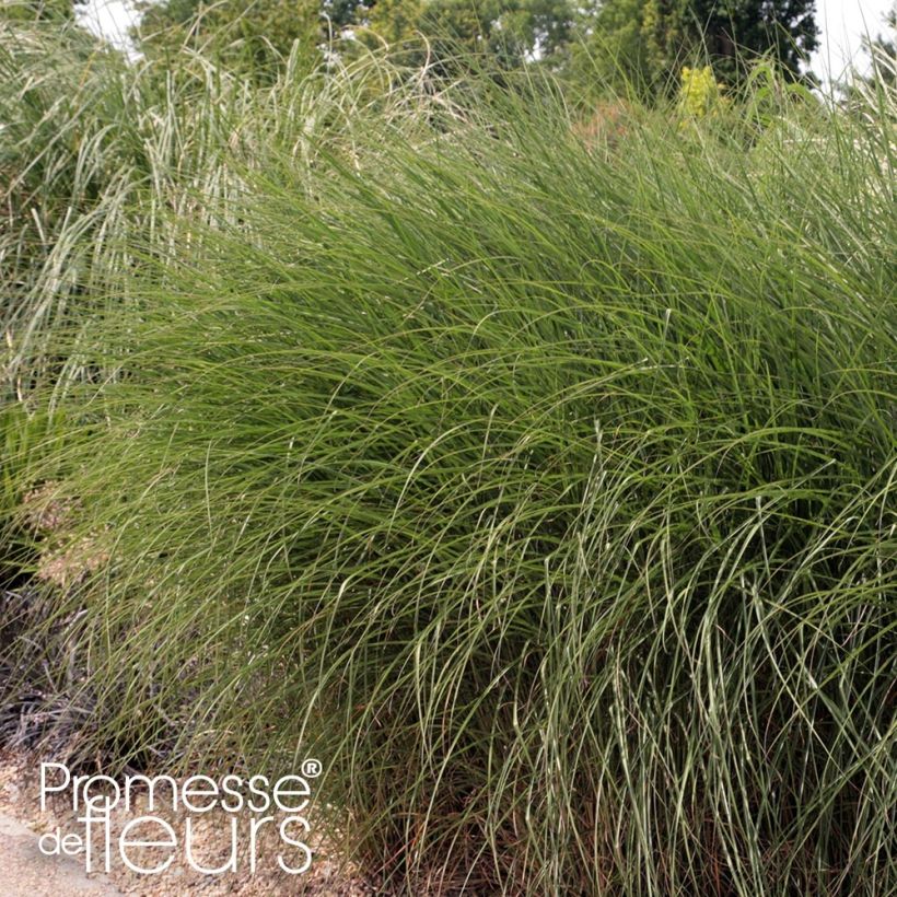 Miscanthus sinensis Gnom - Eulalie, Roseau de Chine (Port)