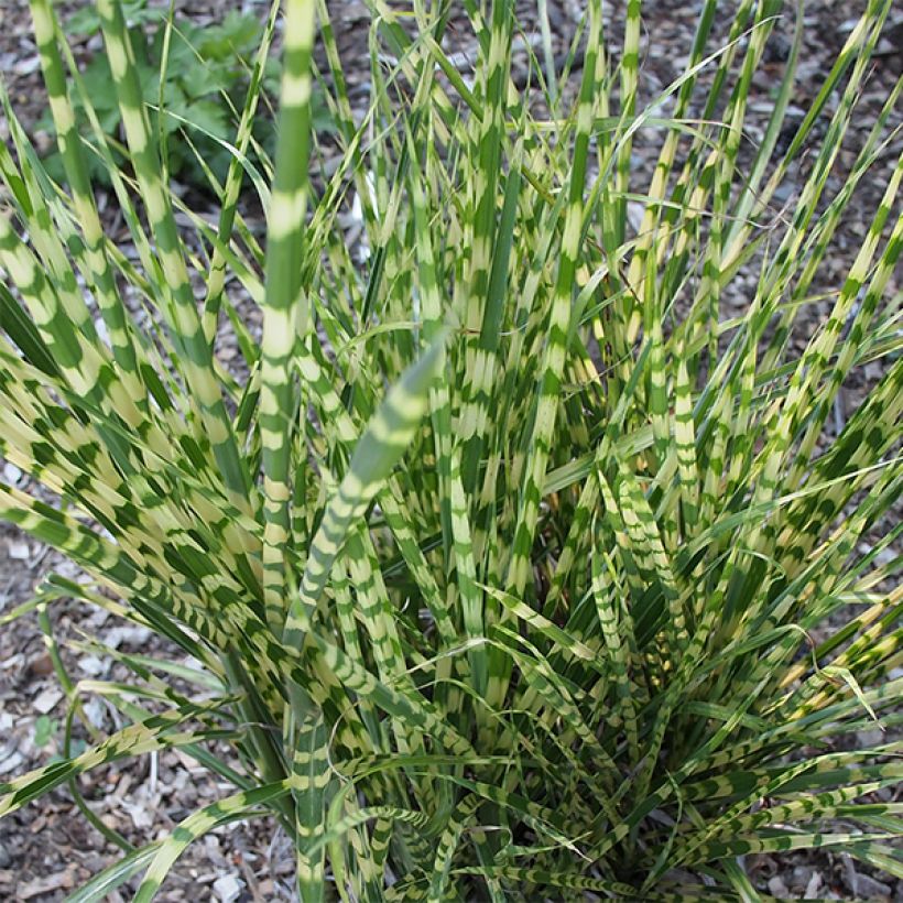 Miscanthus sinensis Gold Bar - Roseau de Chine (Feuillage)