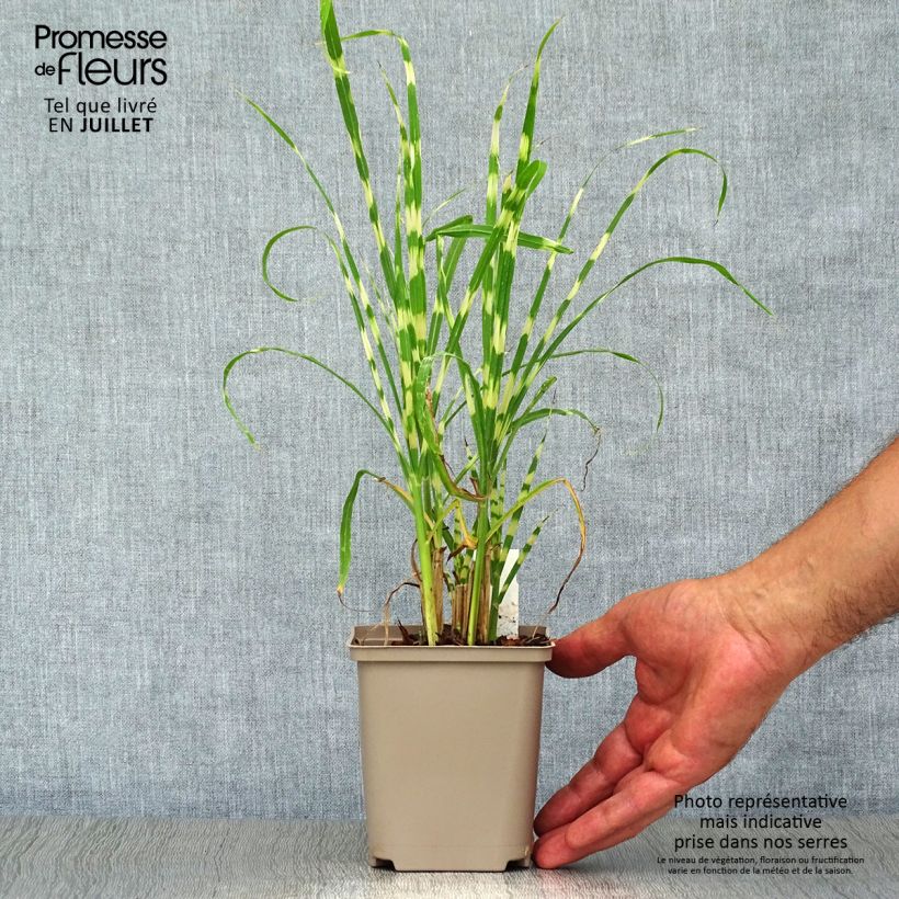 Spécimen de Miscanthus sinensis Gold Bar - Roseau de Chine Godet de 8/9 cm tel que livré en été
