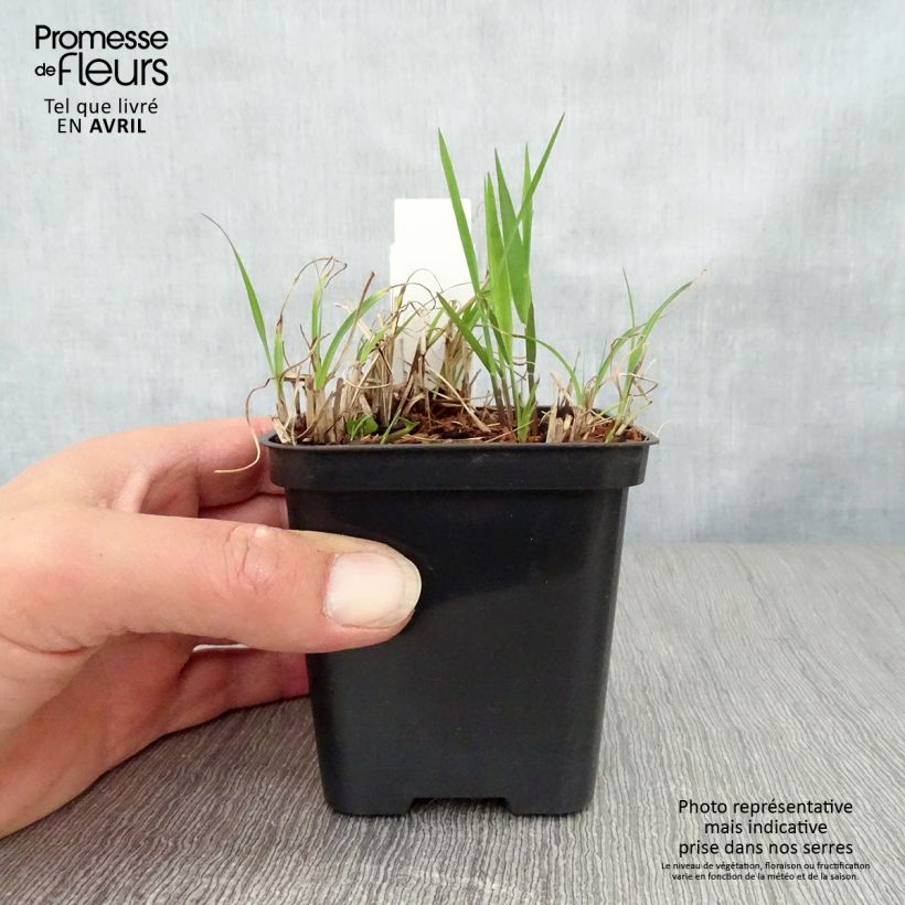 Spécimen de Miscanthus sinensis Gold Bar - Roseau de Chine Godet de 9cm tel que livré au printemps