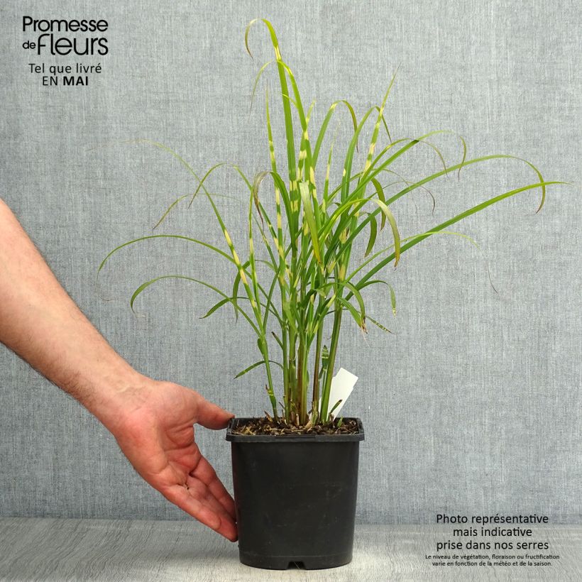 Spécimen de Miscanthus sinensis Gold Bar - Roseau de Chine pot de 2L/3L tel que livré au printemps