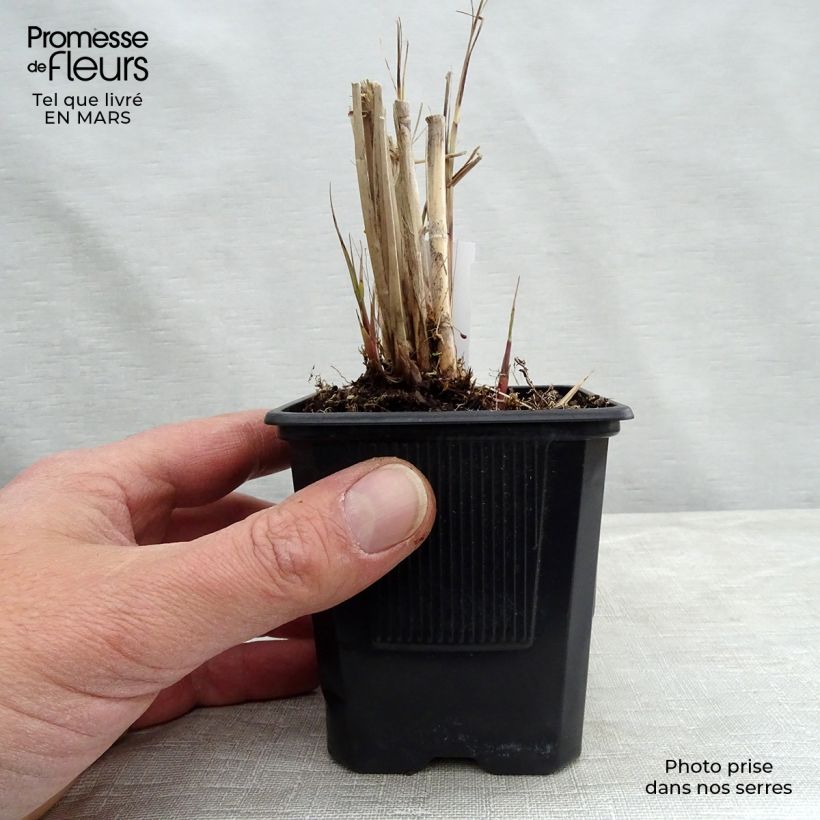 Spécimen de Miscanthus sinensis Gracillimus - Eulalie en godet de 9cm tel que livré au printemps