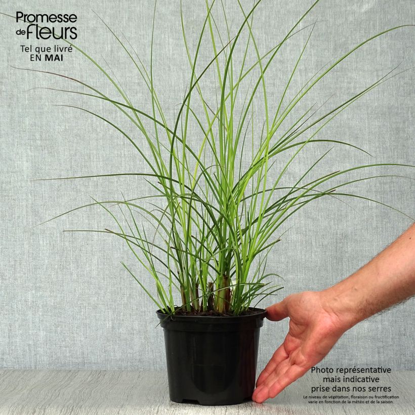 Spécimen de Miscanthus sinensis Gracillimus - Eulalie  tel que livré au printemps