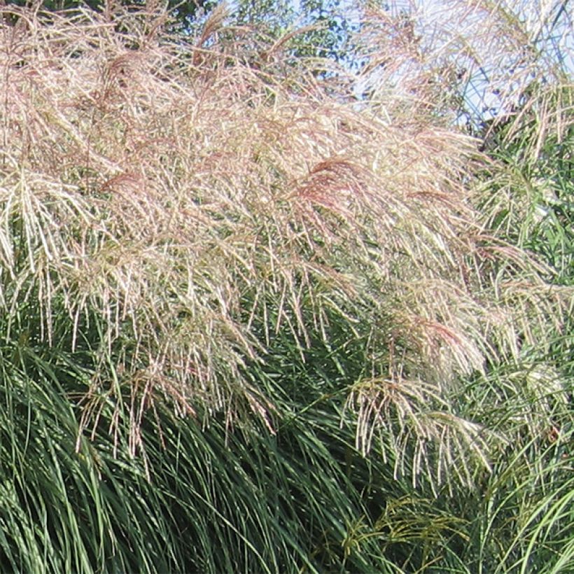 Miscanthus sinensis Graziella - Roseau de Chine (Floraison)