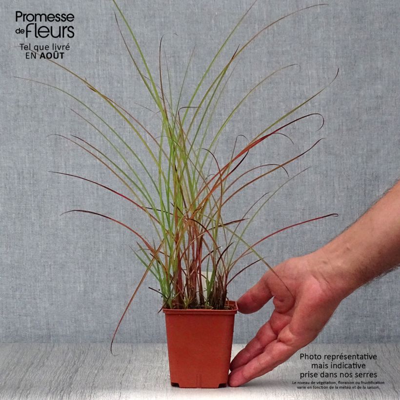 Spécimen de Miscanthus sinensis Graziella - Roseau de Chine Godet de 8/9 cm tel que livré en été