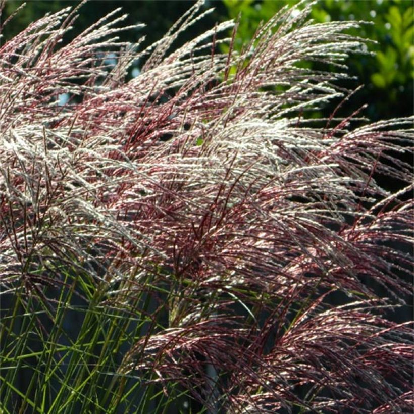 Miscanthus sinensis Grosse Fontäne - Eulalie (Floraison)