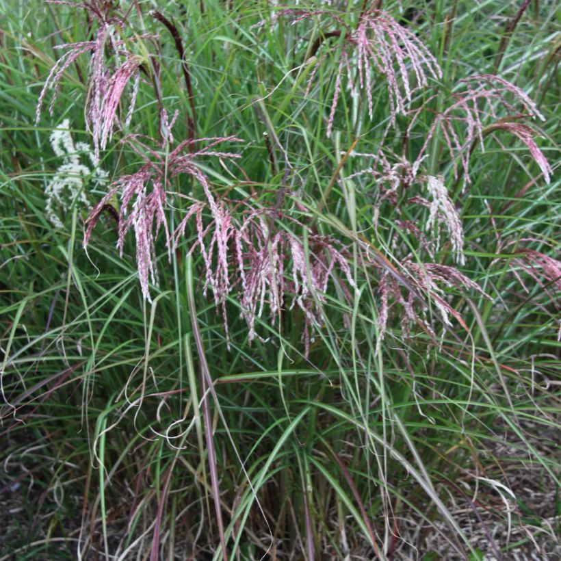 Miscanthus sinensis Kaskade - Roseau de Chine (Port)