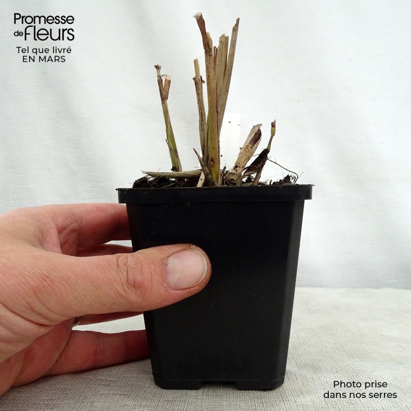 Spécimen de Miscanthus sinensis Kaskade - Roseau de Chine Godet de 9cm tel que livré au printemps