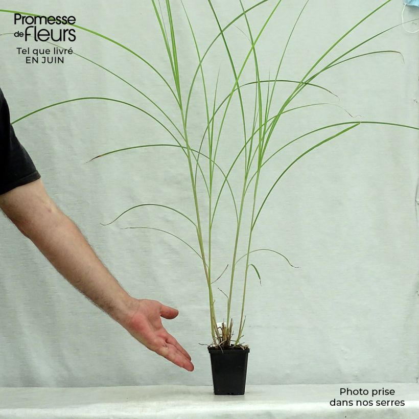 Spécimen de Miscanthus sinensis Kaskade - Roseau de Chine Godet de 8/9 cm tel que livré en été
