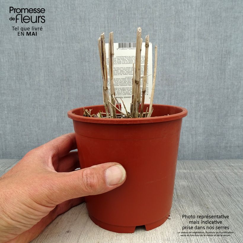Spécimen de Miscanthus sinensis Kaskade - Roseau de Chine en pot de 1L/1.5L tel que livré au printemps