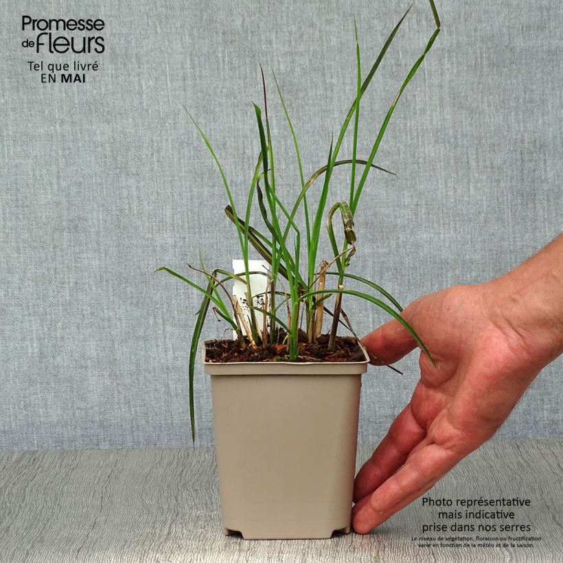 Spécimen de Miscanthus sinensis Kleine Fontäne (Petite Fontaine) en godet de 9 cm tel que livré au printemps