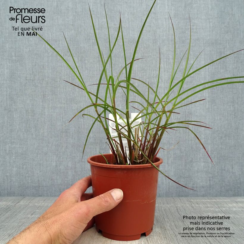 Spécimen de Miscanthus sinensis Kleine Fontäne (Petite Fontaine) en pot de 1L/1.5L tel que livré au printemps