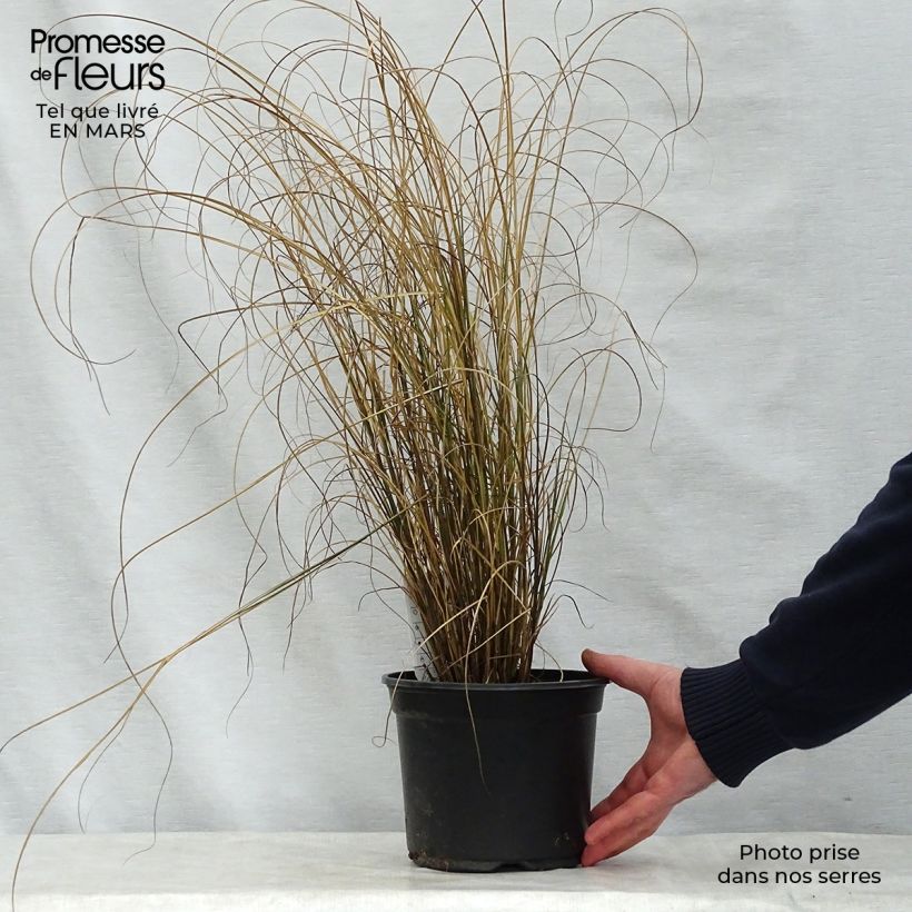 Spécimen de Miscanthus sinensis Kleine Fontäne (Petite Fontaine) en pot de 4L/5L tel que livré au printemps