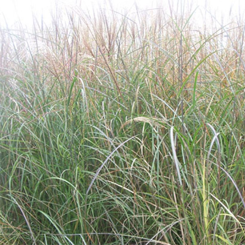 Miscanthus sinensis Kleine Silberspinne - Roseau de Chine (Feuillage)