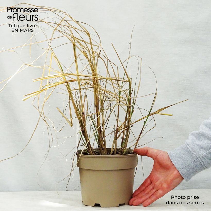 Spécimen de Miscanthus sinensis Kleine Silberspinne - Roseau de Chine tel que livré au printemps