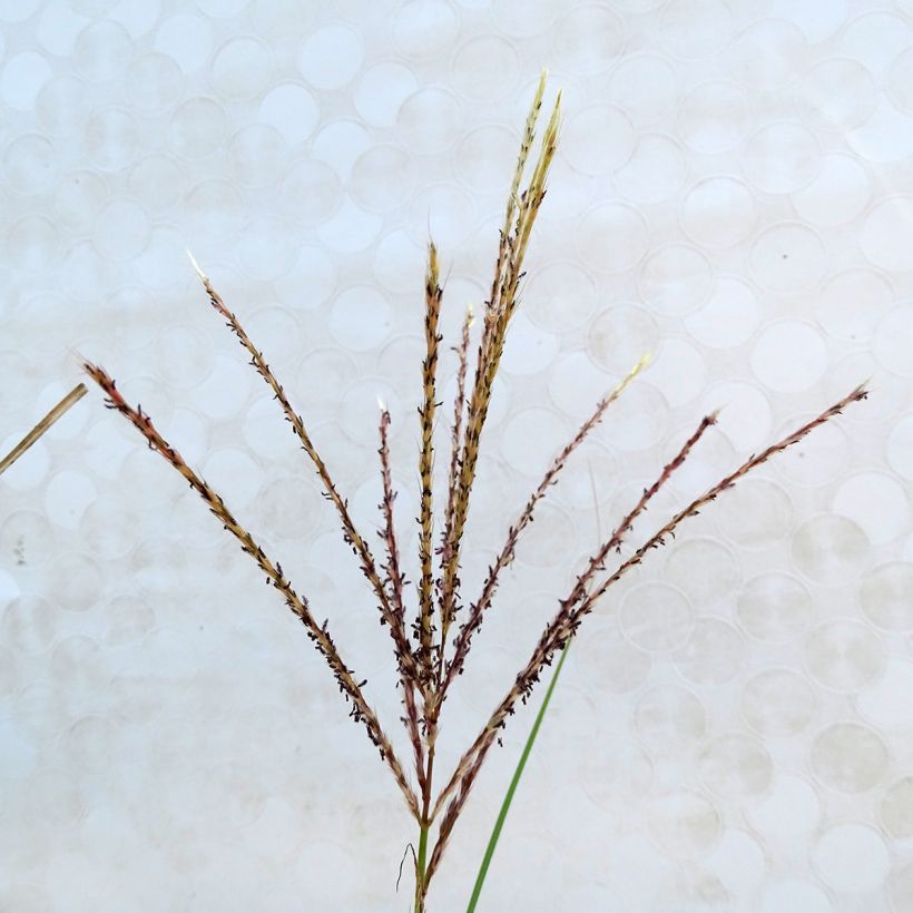 Miscanthus sinensis Kleine Silberspinne - Roseau de Chine (Floraison)