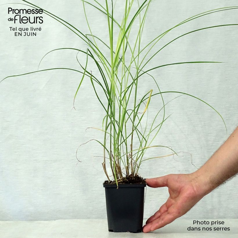 Spécimen de Miscanthus sinensis Kleine Silberspinne - Roseau de Chine Godet de 8/9 cm tel que livré en été
