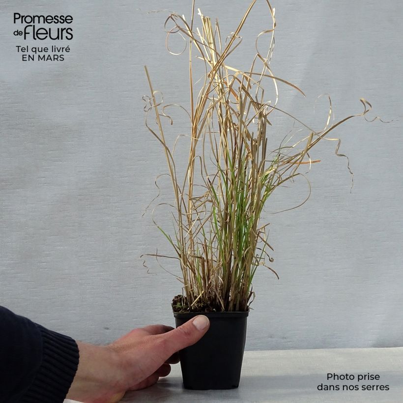 Spécimen de Miscanthus sinensis Kleine Silberspinne - Roseau de Chine Godet de 8/9 cm tel que livré au printemps