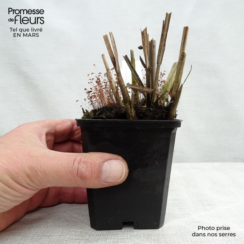 Spécimen de Miscanthus sinensis Krater - Eulalie, Roseau de Chine Godet de 9cm tel que livré au printemps