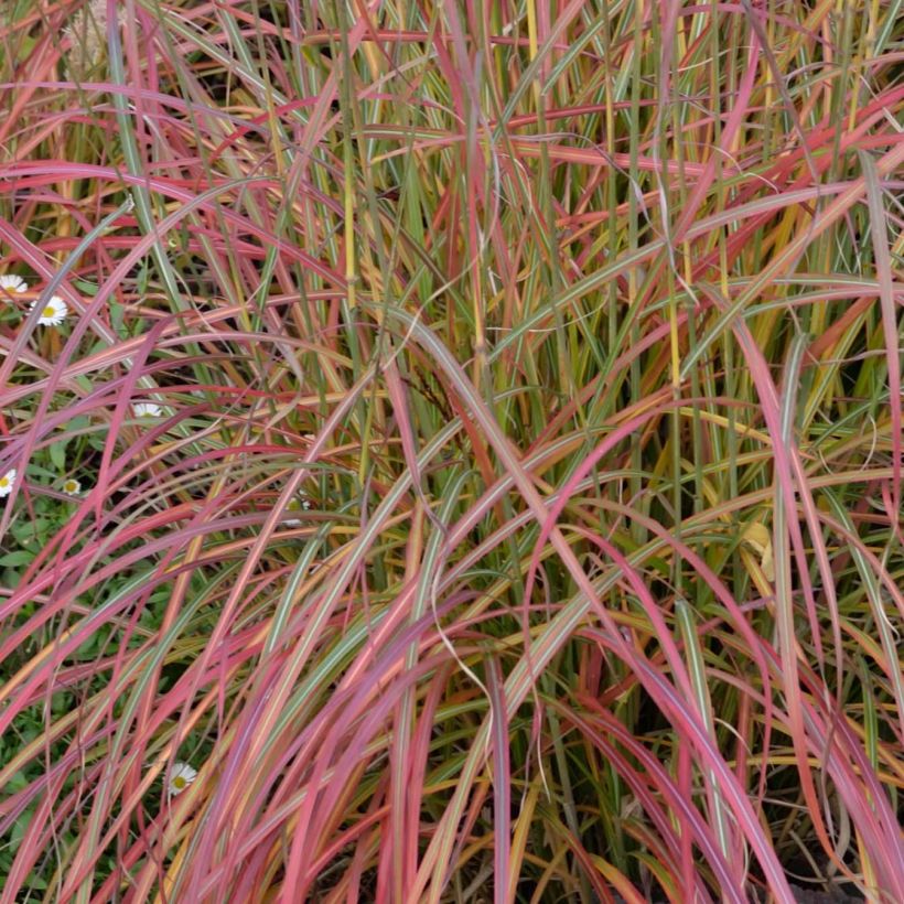 Miscanthus sinensis Little Miss - Roseau de Chine (Feuillage)