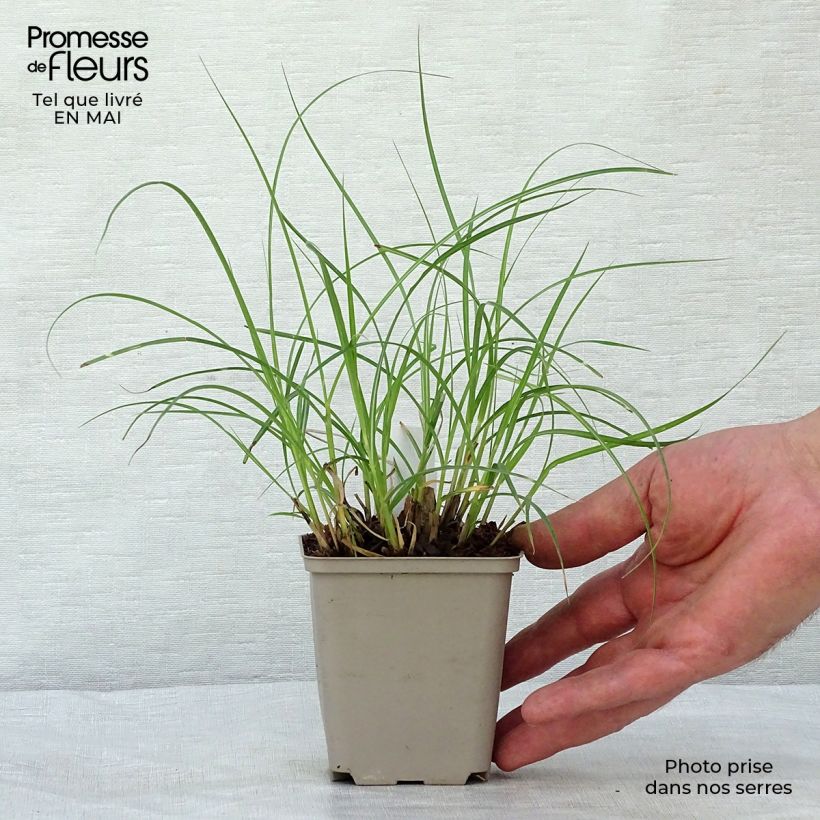 Spécimen de Miscanthus sinensis Little Zebra - Roseau de Chine panaché en godet de 9 cm tel que livré au printemps