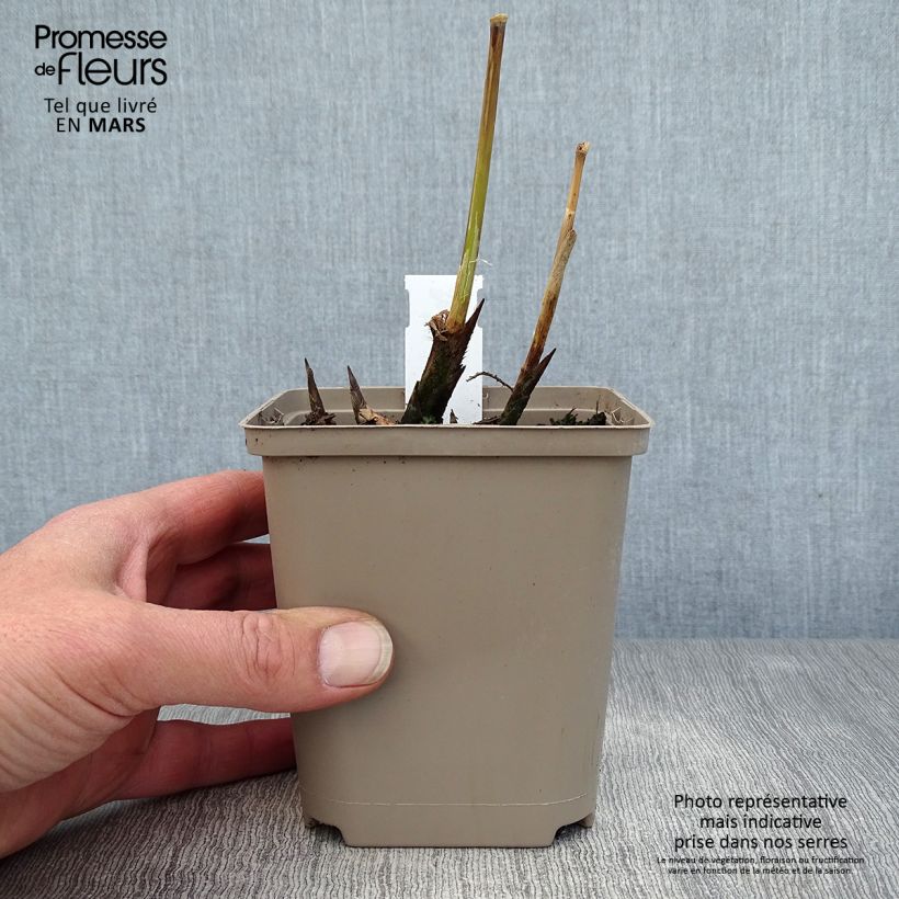 Spécimen de Miscanthus sinensis Malepartus - Eulalie, Roseau de Chine Godet de 9cm tel que livré au printemps