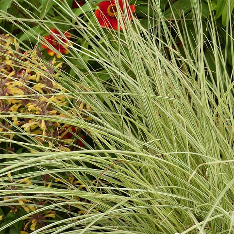 Miscanthus sinensis Morning Bright - Roseau de Chine (Feuillage)