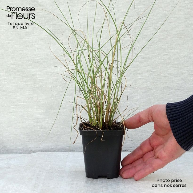 Spécimen de Miscanthus sinensis Morning Light - Eulalie, Roseau de Chine Godet de 8/9 cm tel que livré au printemps