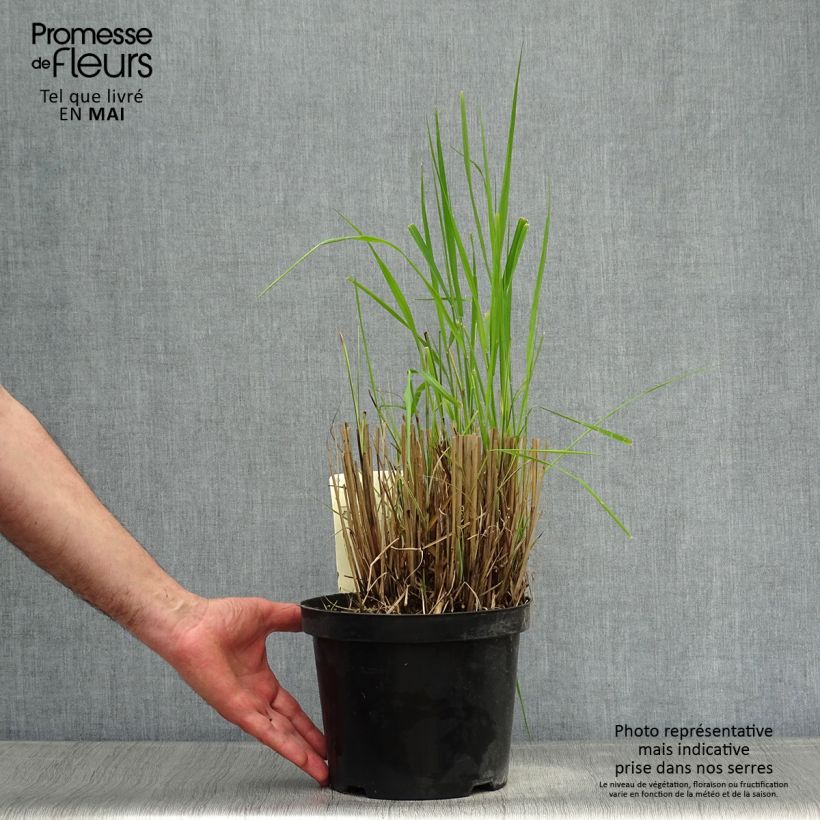 Spécimen de Miscanthus sinensis Morning Light - Eulalie, Roseau de Chine Pot de 2L/3L tel que livré au printemps