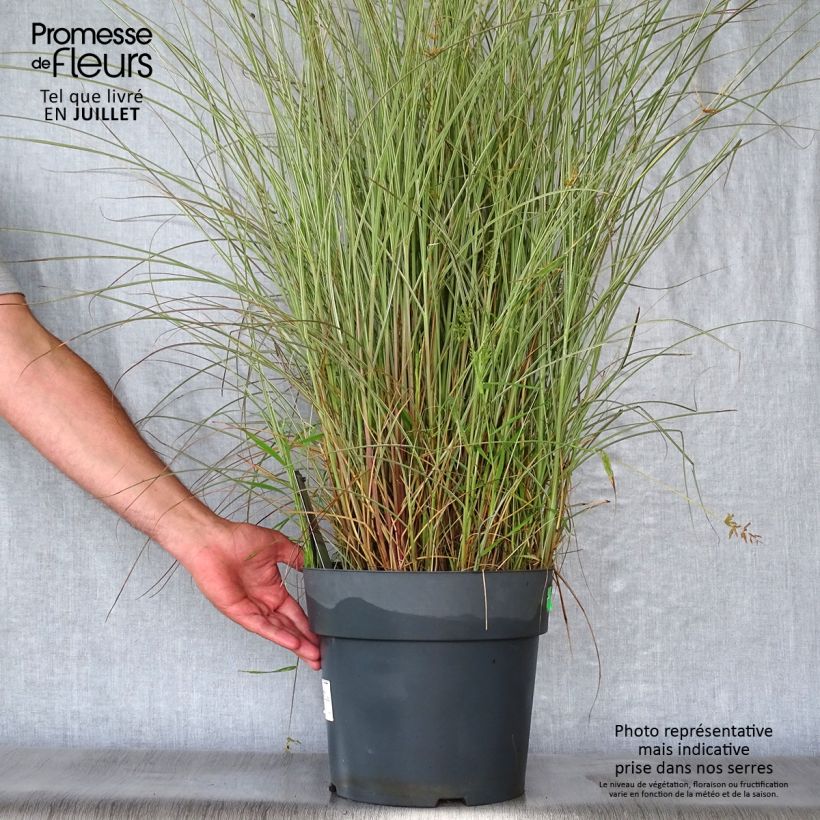 Spécimen de Miscanthus sinensis Morning Light - Eulalie, Roseau de Chine Pot de 7,5L/10L tel que livré en été