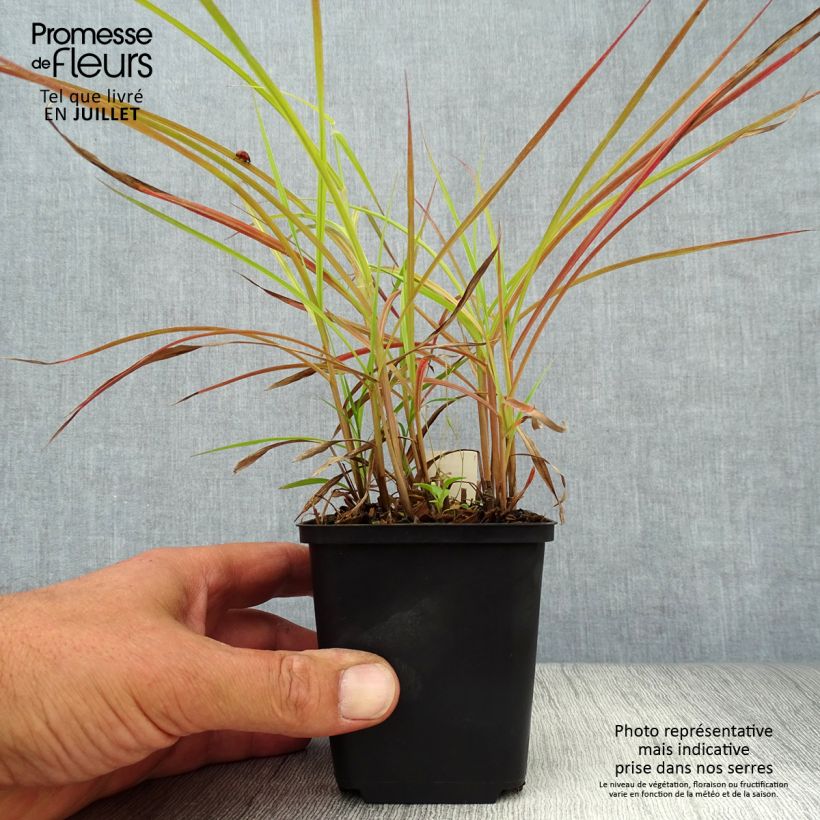 Spécimen de Miscanthus sinensis Nippon - Eulalie, Roseau de Chine Godet de 8/9 cm tel que livré en été