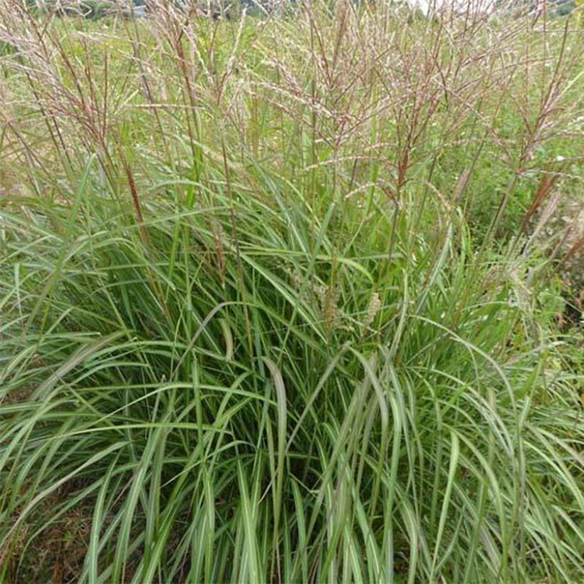 Miscanthus sinensis Purple Fall® - Eulalie, Roseau de Chine (Feuillage)