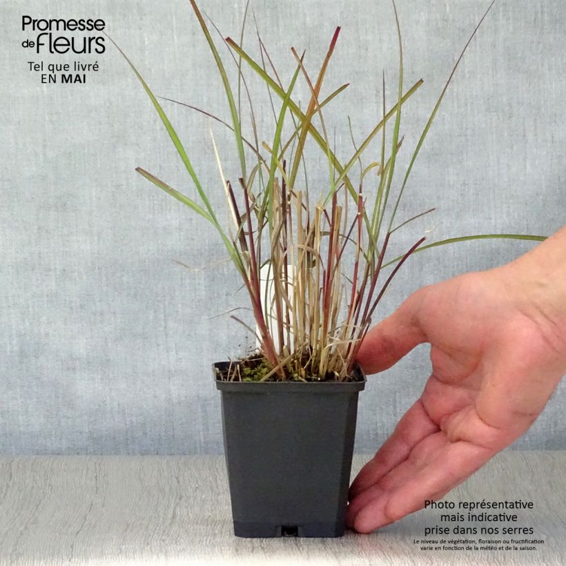 Spécimen de Miscanthus sinensis Purple Fall® - Eulalie, Roseau de Chine Godet de 9cm tel que livré au printemps