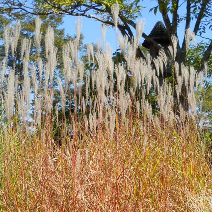 Miscanthus sinensis Purpurascens, Eulalie (Port)