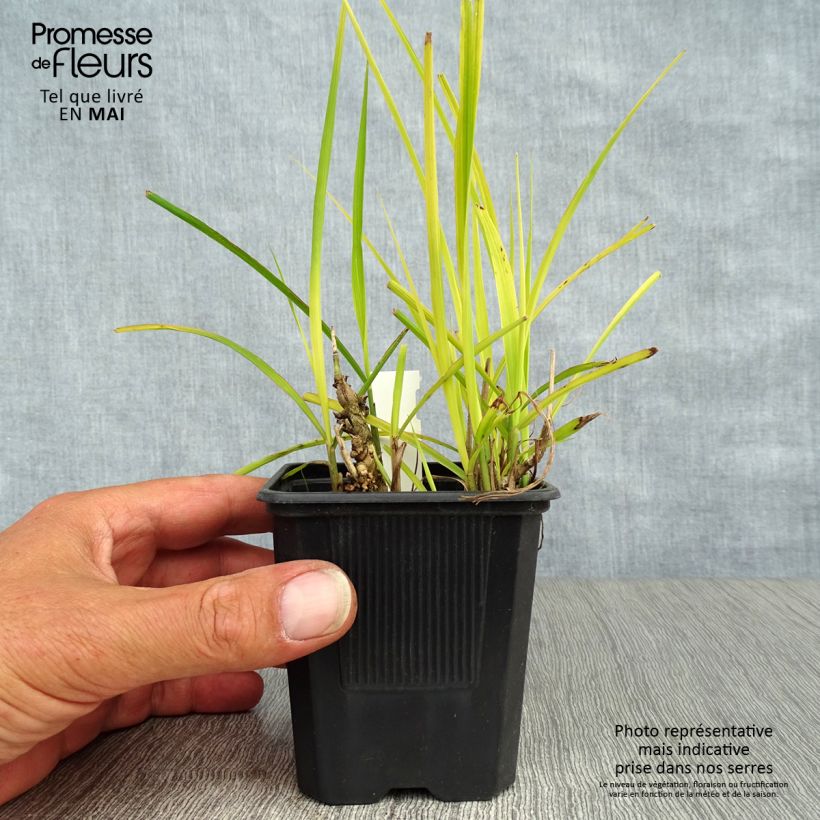 Spécimen de Miscanthus sinensis Purpurascens, Eulalie en godet de 9 cm tel que livré au printemps